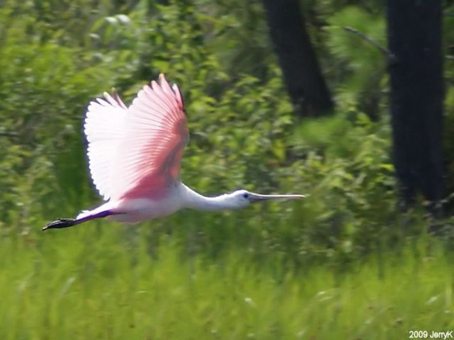 Roseate Spoonbills